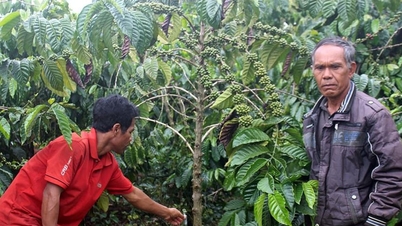 ការផ្លាស់ប្តូរនៅក្នុង Nam Ban Lam Ha