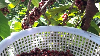 Sikring av sikkerhet og orden i landbrukssesongen 2025–2026