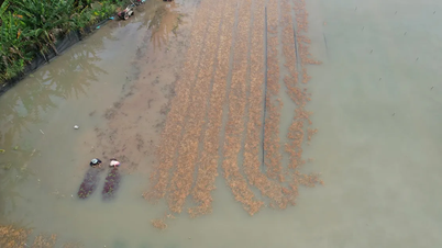 Ploile abundente și deversările de inundații au provocat inundații profunde ale terenurilor agricole, iar fermierii au suferit pierderi mari.