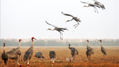 A Tram Chim Nemzeti Park természetvédelme és ökoturisztikai fejlesztése