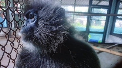 ប្រជាជន​ប្រគល់​សត្វ​កម្រ​ពណ៌​ប្រាក់​ឥណ្ឌូចិន​ដែល​រក​ឃើញ​នៅ​ទន្លេ​សៃហ្គន​ទៅ​ឲ្យ​មន្ត្រី​អនុរក្ស​ព្រៃឈើ