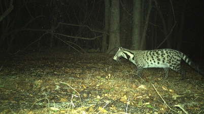 ស្វែងរកការស្ទង់មតិដ៏ធំបំផុតនៃសត្វព្រៃនៅក្នុងប្រទេសវៀតណាម