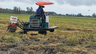 Can Tho városa több mint 66 390 hektár téli-tavaszi rizst vetett