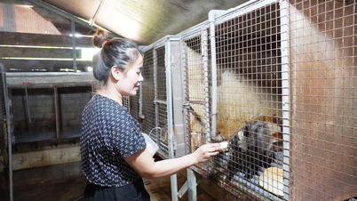 Zbohatněte chovem cibetek