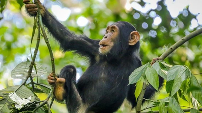 ស្វែងយល់ពីភាពវៃឆ្លាត និងអារម្មណ៍របស់ Chimpanzees