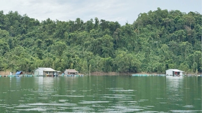 ធានាតំបន់ព្រៃឈើជំនួស