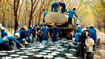 តម្លៃកៅស៊ូថ្ងៃនេះ ថ្ងៃទី 12 ខែវិច្ឆិកា ឆ្នាំ 2025៖ ប្រទេសចិន និងជប៉ុនបន្តកើនឡើង