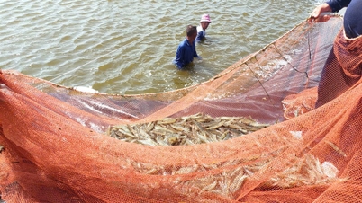 Ca Mau៖ វិស័យកសិកម្ម រុក្ខាប្រមាញ់ និងនេសាទសម្រេចបានគោលដៅកំណើនជាច្រើននៅឆ្នាំ២០២៥