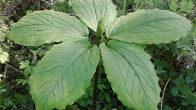 Menyempurnakan mekanisme dan dasar untuk menggalakkan transformasi digital untuk mengesan asal usul dan ketelusan rantaian bahan perubatan