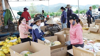 ការអភិវឌ្ឍន៍កសិកម្មប្រកបដោយប្រសិទ្ធភាព និងនិរន្តរភាពនៅ Ia Phi