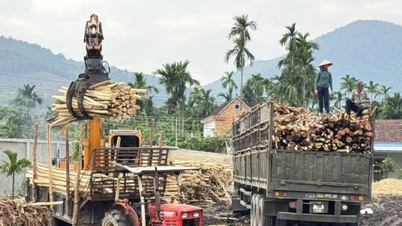 បង្កើនតម្លៃ និងបង្កើតប្រាក់ចំណូលស្ថិរភាពពីព្រៃដាំ