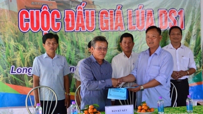 Duong Go Lo សហករណ៍​ត្រួសត្រាយ​ក្នុង​ការ​ដាំ​ស្រូវ​សរីរាង្គ​ជាមួយ​នឹង​ការ​គិត​ថ្មី​