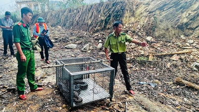 Thanh Thủy: Thả cá thể trăn đất quý hiếm về môi trường tự nhiên