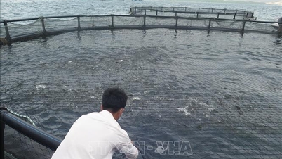 Nuôi biển công nghiệp vươn tầm kinh tế xanh - Bài cuối: Hoàn thiện thể chế, bứt phá công nghệ