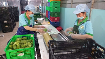 Odhaduje se, že do konce roku 2025 bude mít Tay Ninh 540 družstev.