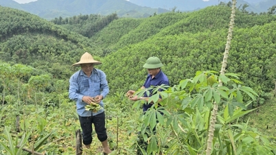 De gemeente Quang Tan diversifieert de gewasstructuur