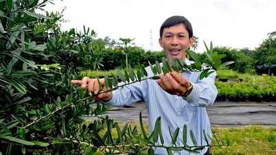 អ្នកដែលប្រែក្លាយព្រៃជ្រៅ "ឱសថអព្ភូតហេតុ" ទៅជាផលិតផល OCOP លំដាប់ផ្កាយ 4