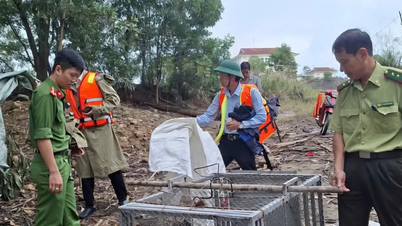 洪水後、26キロのニシキヘビが家の中に放たれた。
