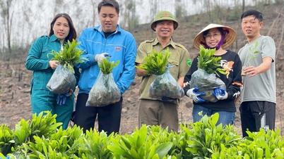 ចាប់ដៃទៅភ្នំ Son Dao ពណ៌បៃតង