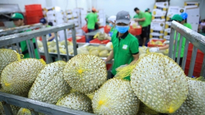 Chanh Thu dosahuje úrovně exportu s mraženým durianem od DuriVy