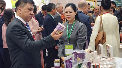 សហគ្រាស Hue ចំនួន ៦ ចូលរួម “ពិព័រណ៍ឧស្សាហកម្មម្ហូបអាហារអន្តរជាតិវៀតណាមឆ្នាំ ២០២៥”