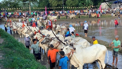 Bay Nui Ox Racing Festival - ពិធីបុណ្យប្រពៃណីដ៏ពិសេសរបស់ជនជាតិខ្មែរ