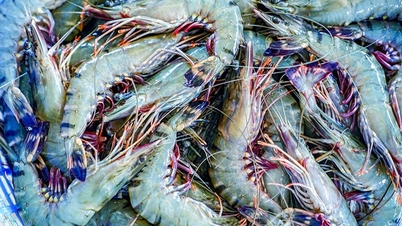 농업환경부는 각 성 인민위원회에 2026~2030년 기간의 핵심 농산물 개발 프로그램을 개발하도록 조언했습니다.