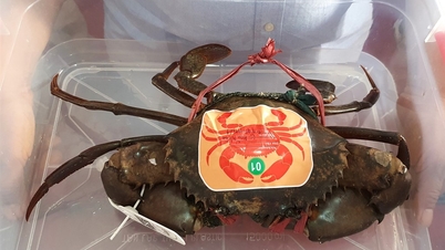 ពង្រីក​ពេល​ទទួល​ក្តាម​សម្រាប់​ការ​ប្រលង "កំណត់​កំណត់​ត្រា" លើ​ក្តាម Ca Mau