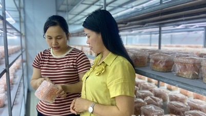 O fată de 9X a început cu succes o afacere cu un model de cultivare a ciupercilor Cordyceps