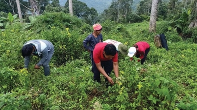 តម្លៃយូរអង្វែងនៃឱសថប្រជាប្រិយក្នុងយុគសម័យថ្មី។