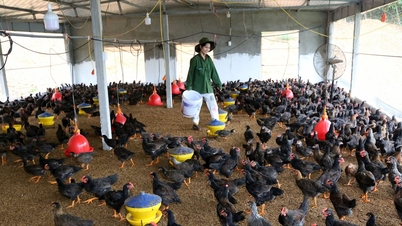 ការចិញ្ចឹមមាន់ជាមួយគ្រែជីវសាស្រ្ត គំរូសេដ្ឋកិច្ចរាងជារង្វង់ក្នុងការសាងសង់ជនបទថ្មីនៅឃុំ Binh Minh