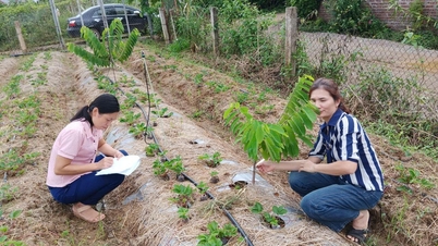 সন লা-তে ২০২৫-২০২৬ ফসল বছরে স্ট্রবেরি গাছের পোকামাকড় এবং রোগ প্রতিরোধের জন্য সময়োপযোগী নির্দেশাবলী