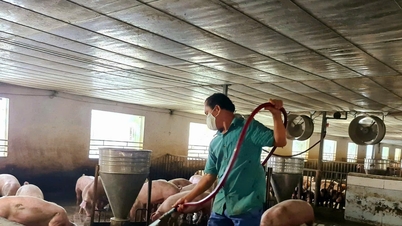 តម្លៃជ្រូកនៅ Hai Phong ធ្លាក់ចុះដល់កម្រិតទាបបំផុតចាប់តាំងពីដើមឆ្នាំមក