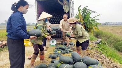 De gemeente Dong Viet ontwikkelt landbouwproducten en verhoogt het inkomen van de mensen