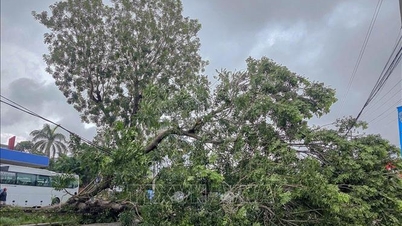 Can Tho: Árvore de mogno centenária arrancada pela raiz bloqueia a Rodovia 91