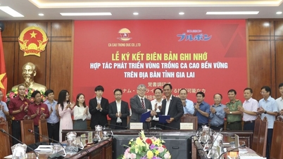 یک گروه ژاپنی برای گسترش منطقه تولید مواد اولیه کاکائو در گیا لای با یکدیگر همکاری می‌کنند.