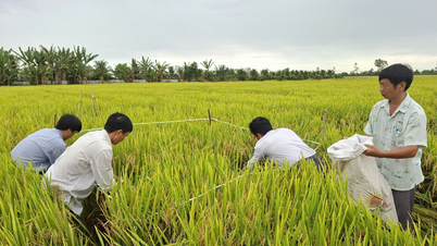 ສັງ​ລວມ​ຮູບ​ແບບ​ການ​ຜະ​ລິດ​ເຂົ້າ​ໃນ​ເມືອງ Vinh Hanh