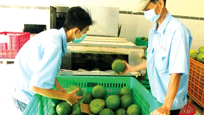 Os preços da toranja de casca verde diminuem.