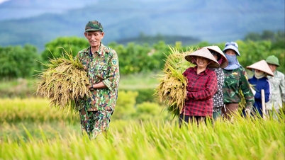 រដូវច្រូតកាត់ 'ចម្លែក' នៅតំបន់ព្រៃភ្នំនៃវួដង្វៀនត្រាយ (ហៃផុង)