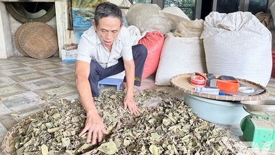 Phú Xuyên khai thác giá trị từ cây thuốc nam