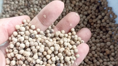 តម្លៃម្រេចថ្ងៃនេះ ថ្ងៃទី 13 ខែវិច្ឆិកា ឆ្នាំ 2025៖ ធ្លាក់មកត្រឹម 146,000 ដុង/គីឡូក្រាម