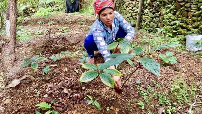 Комуна Тху Лум: Зосередження на розвитку лікарських рослин