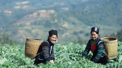 មរតកវេជ្ជសាស្ត្រខ្មែរ ពីឱសថភ្នំថ្ម