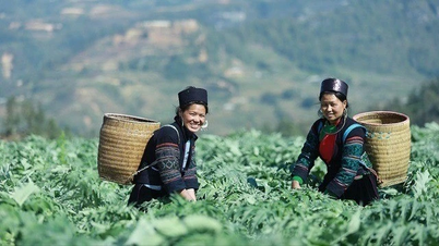 מורשת רפואית של מונג מצמחי מרפא בהרים הסלעיים