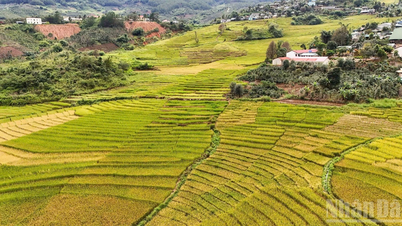 Quang Ngai förbinder ekoturism och öar