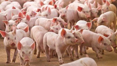 Svineprisene i Gia Lai og Ha Tinh er de laveste i landet.