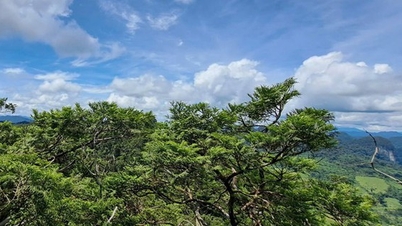 ខេត្ត Quang Tri៖ លើកកំពស់ធនធានមនុស្ស ពង្រីកកាលានុវត្តភាពទេសចរណ៍ក្នុងខេត្ត