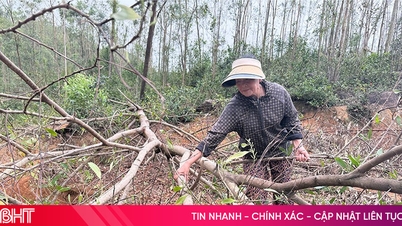 Folk så trist på at hundrevis av hektar med skog råtnet etter stormen.