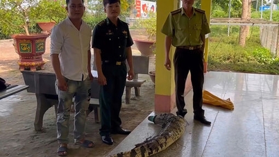 ایستگاه مرزبانی سونگ ترانگ یک کروکودیل ۳۷ کیلوگرمی را به جنگلبانان تحویل داد