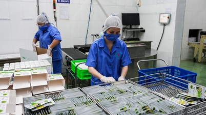 Fremme eksport av vietnamesiske landbruks-, skogbruks- og fiskeriprodukter til EU-markedet